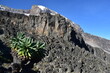 The amazing Giant Groundsels (Dendrosenecio Kilimanjari) that are endemic to the landscapes on and around Mount Kilimanjaro, Tanzania