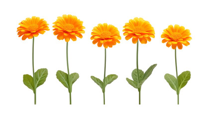 set of orange flowers isolated on transparent background cutout