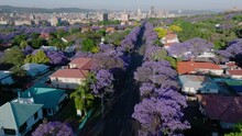 Aerial. Flying Over Beautiful Flowering Jakaranda Trees Towards Pretoria Central Business District, South Africa