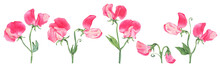 Big Watercolor Set Of Sweet Peas Flowers. Sprigs Of Sweet Peas. Mini Bouquets. Hand Drawn Illustrations Isolated On 