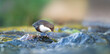 The white throated dipper Cinclus cinclus sitting on a hunts for food in the water in the river.