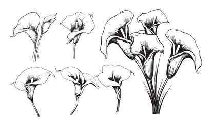 Poster - Calla lilies set sketch hand drawn Vector illustration Garden flowers