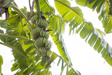 Wall Mural - Banana tree with a bunch of bananas