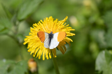 Wall Mural - butterfly sits on a  flower in the sunny summer day