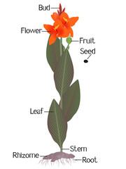Wall Mural - Parts of cannas plant on a white background.