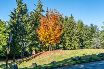 Wall Mural - Autumn Tree On Knoll 3