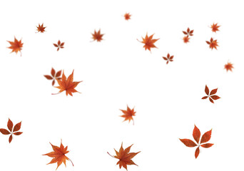 Wall Mural - autumn leaves isolated on white. autumn leaves border. Falling  Maple Leaves PNG , Flying Leaves, Leaves PNG. Autumn leaves png 