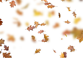Wall Mural - autumn leaves on the ground. yellow leaves. autumn leaves isolated on white. autumn leaves border. Falling  Maple Leaves PNG , Flying Leaves, Leaves PNG. Autumn leaves png 