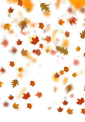 Wall Mural - yellow leaves. autumn leaves isolated on white. autumn leaves border. Falling  Maple Leaves PNG , Flying Leaves, Leaves PNG. Autumn leaves png 
