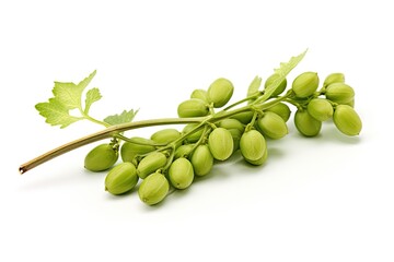Wall Mural - Isolated green chickpea hanging on branch white background