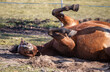 A bay horse rolls in the sand and mud in a meadow. Relaxed, hooves, meadow. Horse habits