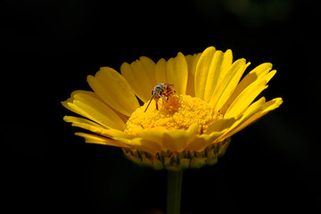 Poster - Bee on a wild flower