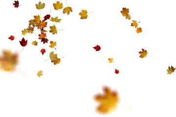 Wall Mural - autumn leaves on the ground. yellow leaves. autumn leaves isolated on white. autumn leaves border. Falling Maple Leaves PNG , Flying Leaves, Leaves PNG. Autumn leaves png