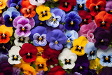 pansies as a floral background. natural multicolored backdrop.