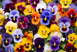 pansies as a floral background. natural multicolored backdrop.