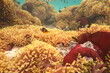 Red Sea - Marsa Alam - dream lagoon