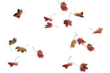 Wall Mural - autumn leaves isolated on white. autumn leaves on the ground. yellow leaves. autumn leaves isolated on white. autumn leaves border. Falling Maple Leaves PNG , Flying Leaves, Leaves PNG. Autumn leaves 