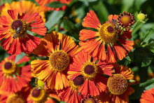 Orange Common Sneezeweed (helenium Autumnale) Flowers In Bloom