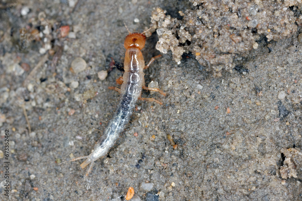 A larva of tiny beetle from the Rove beetle (Staphylinidae) family ...