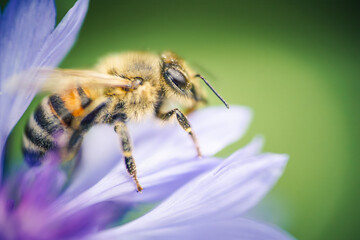 Wall Mural - a western honeybee, Apis mellifera, in close-up, sustainability, collects pollen from a beautiful blue cornflower