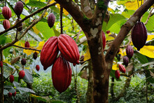 Cocoa Tree With Ripe Fruits Closeup.