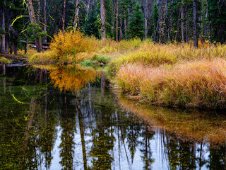 Wall Mural - Warm colored creek brush with autumn colors