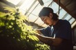 Portrait of Asian male cannabis grower trimming cannabis plants in an indoor cannabis farm