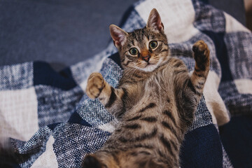 Poster - Portrait of a cute funny gray tabby kitten lying on his back with his paws up on a blanket