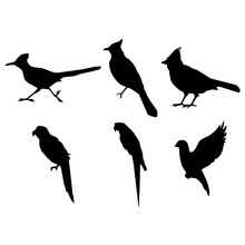 Bird Silhouettes Black White Collection Vector Illustration.