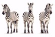Trio of Zebras isolated against a white canvas.