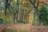 Fototapeta Miasto - Piękna polska złota jesień w parku narodowym. Ścieżka w jesiennym polskim lesie