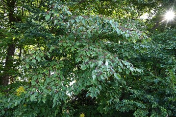 Wall Mural - Giant dogwood ( Cornus controversa ) fruits. The fruit is a spherical drupe that ripens from red to black-purple in autumn, and is loved by wild birds, especially bulbuls.