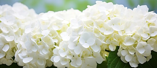 Close up of blooming white hydrangea flowers in a garden filled with various blossoms