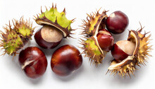Fresh Horse Chestnut Isolated On White Background. Autumn Creativity Layout With Chestnuts Top View. Flat Lay