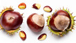 Fresh Horse Chestnut isolated on white background. Autumn creativity layout with Chestnuts Top view. Flat lay