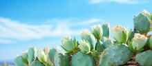 A Close Up Photo Of A Vibrant Juicy Cactus Against A Backdrop Of The Blue Sky The Cactus Is Adorned With Green Spines And Wilted Blooms The Large Green Cactus Is Zoomed In Showcasing Its You