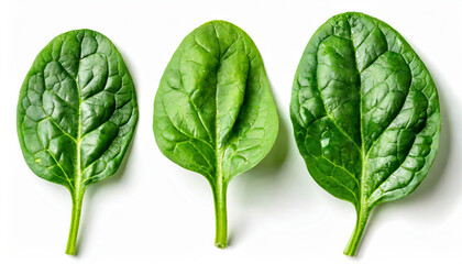 Wall Mural - Spinach leaves isolated on white background. Fresh Spinach Macro. Top view. Flat lay.