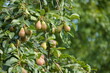 Ripe pears in the orchard