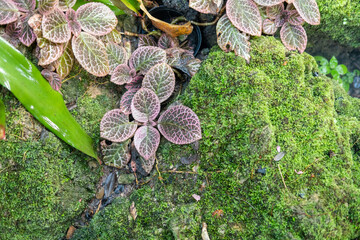 Green lush foliage moss and fern in reshness plant garde, rainforest.