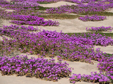 Sand Verbena Carpet On Desert Sand Dunes