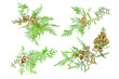 Green thuja branches with cones isolated on a white background.