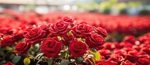 In Chiangmai Thailand You Can Find Beautiful Flowers Specifically Red Roses At The Doi Kham Royal Project Shop
