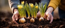 Daffodil Bulbs Being Held By Hands Prior To Being Planted In The Soil