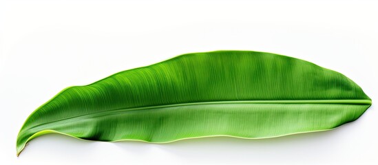 Wall Mural - Leaf of a banana that is not yet ripe and still has a green color