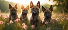 Belgian Shepherd Malinois Puppies Young In Age Frolicking In A Field With Plenty Of Room For Text Or Images