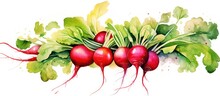 On A White Background A Red Radish With Green Leaves Is Depicted In Watercolor
