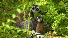 Close Up View Of A Baby Ring-tailed Lemur Eating Weeds From The Ground