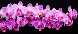 Thailand is known for its beautiful blossoms of orchid