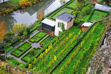 Wall Mural - landscape with vineyard