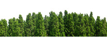 Green Trees On Transparent Background. Are Forest And Foliage In Summer For Both Printing And Web Pages With Cut Path And Alpha Channel